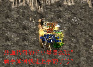 ��Ѫ���汪��С����ô�棿������ο������ֱ��Ӻţ�